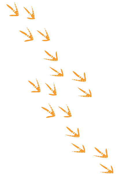 Group of bird