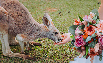 Kangaroo eating from a hand, with a wedding bouquet in the background.