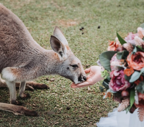 Person hand feeding a kangaroo on grassy ground while holding a vibrant bouquet of pink red and orange flowers