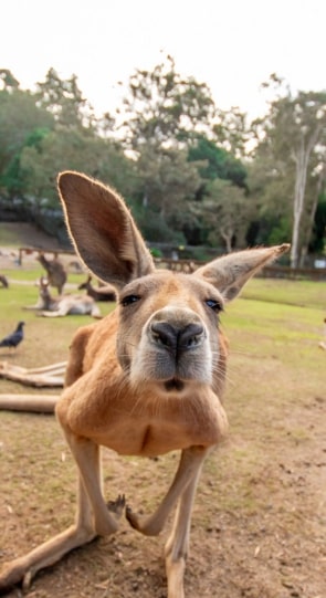 Closeup of kangararoo