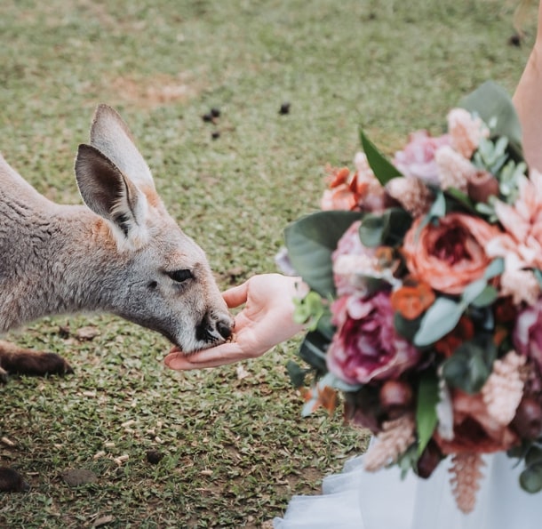 A kangaroo leans in to eat from a person's hand, while a colorful bouquet of flowers is held nearby.