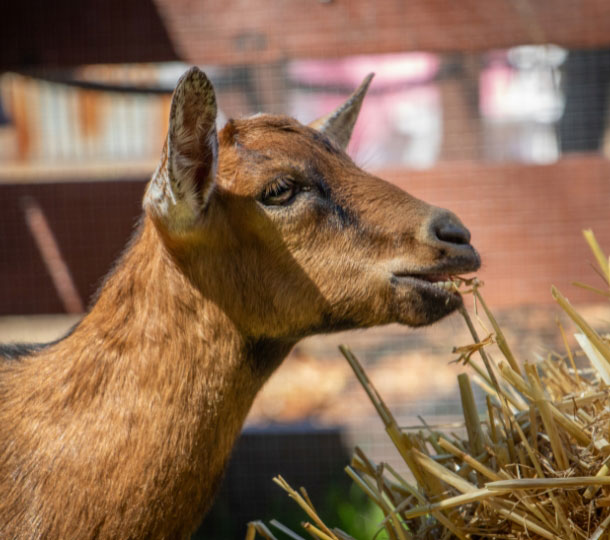 Close-up of a brown goat chewing dried grass from a hay pile