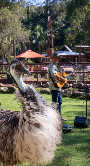 Shaggy emu in foreground; smiling guitarist behind plays an acoustic guitar while looking at the bird in a park