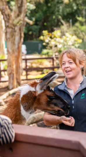 Wildlife keeper at Outback Springs feeding a llama by hand while speaking with a visitor