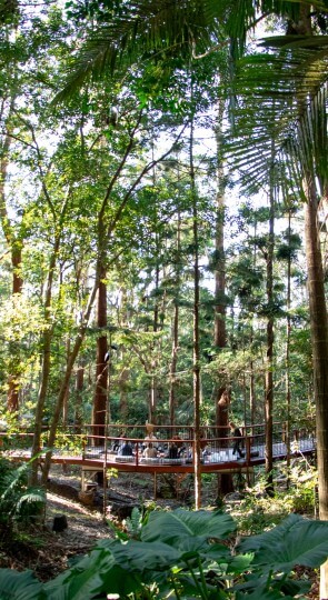 Group of visitors on an elevated wooden viewing platform amid tall, dense forest trees in Lost Valley