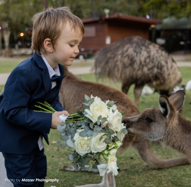 Young boy in a suit offers a bouquet of white roses while a kangaroo leans in to sniff it