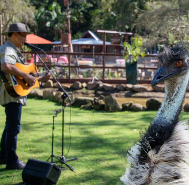 Emu stands near a musician playing guitar outdoors.