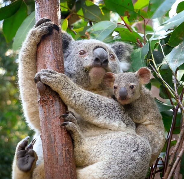 Mother koala climbing a eucalyptus trunk with a joey clinging to her chest amid green leaves