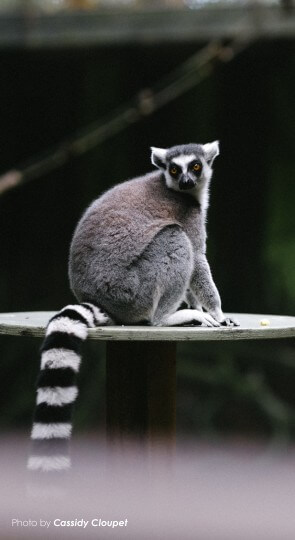 Ring-tailed lemur perched on a tall round table, looking back over its shoulder
