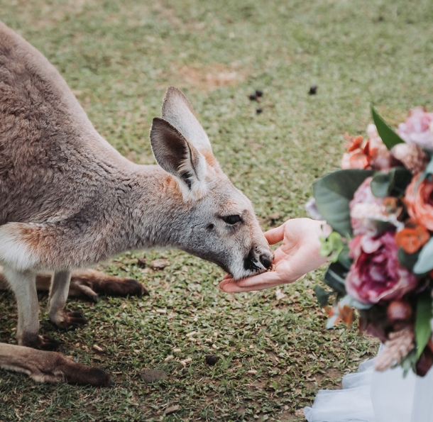 Kangaroo being hand-feed by a bride in a white wedding dress holding a flower bouquet with her other hand