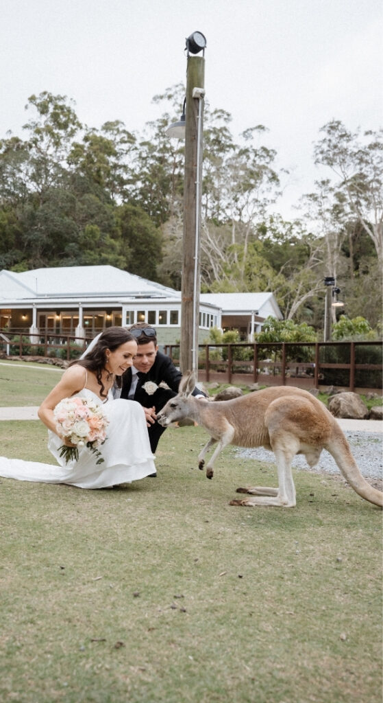 A wedding couple crouching down on a grass field holding out hands to a Kangaroo inquisitively looking at them