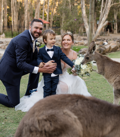 Wedding couple and son with Kangaroos in grass field. Kangaroo sniffing at beautiful wedding flower bouquet