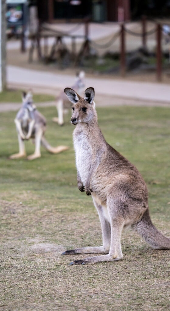 Kangaroos grazing on grass near the Outback Springs event venue at Currumbin Wildlife Sanctuary