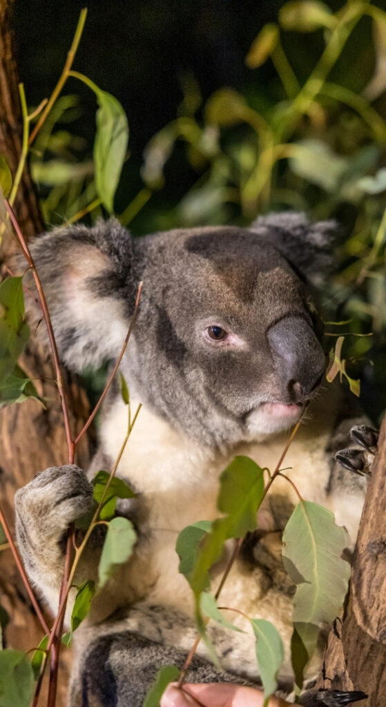 Koala eating eucalyptus leaves sitting in a tree fork at night