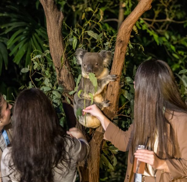 A Koala in a low tree surrounded by three women close up looking at the Koala. One woman is holding up a fresh eucalyptus branch for the Koala