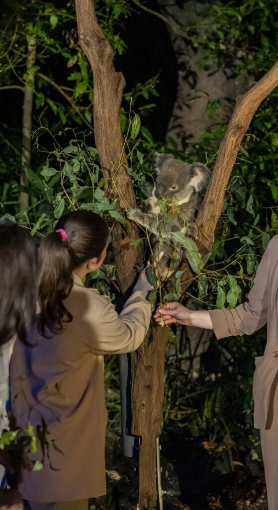 Guests feeding a koala eucalyptus leaves at an evening event