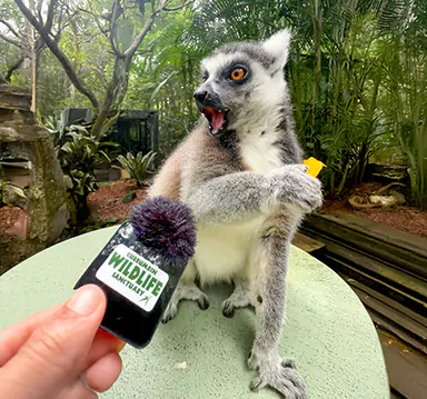 A lemur interacting with a small microphone in a lush green setting.